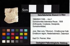 Foto (Objket + Etiketten) von Goniodromites bidentatus (Reuss, 1858) 